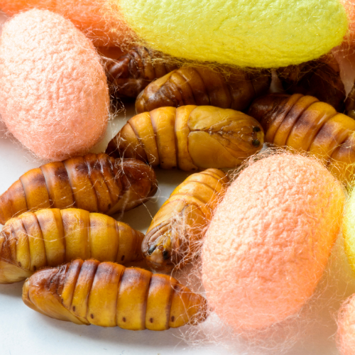 Mulberry Silkworm